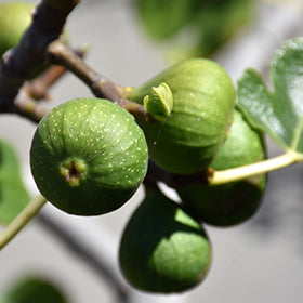 Chicago Hardy Fig (Ficus Carica)