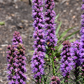 Trailblazer Blazing Star ABGL (Liatris)