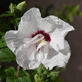 Bali Rose of Sharon (Althea) (Hibiscus)