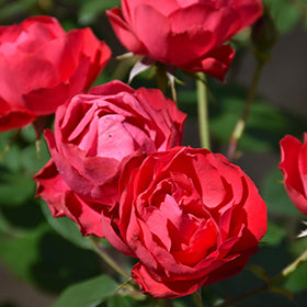 Oso Easy Double Red Rose