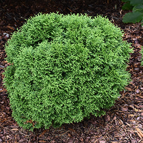 Tater Tot Arborvitae