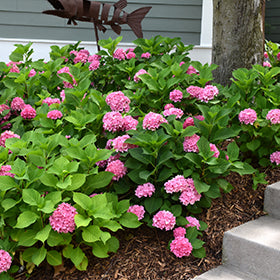 Let's Dance Rhythmic Blue Hydrangea