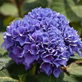 Let's Dance Rhythmic Blue Hydrangea