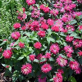 Balmy Rose Beebalm (Monarda)