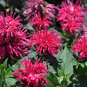 Balmy Rose Beebalm (Monarda)