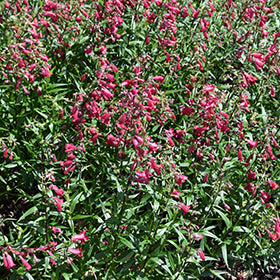 MissionBells Deep Rose Beard Tongue (Penstemon)