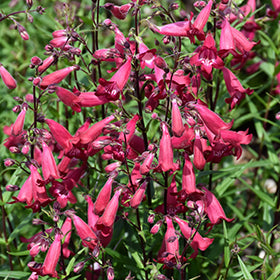 MissionBells Deep Rose Beard Tongue (Penstemon)
