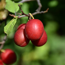 Toka Plum (Bubblegum Prunus)