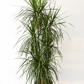 Red-edge Dracaena
