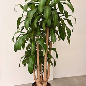 Massangeana Dracaena