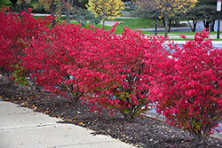 Fire Ball Burning Bush (Euonymus)