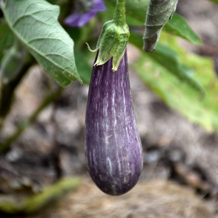 Fairy Tale Eggplant