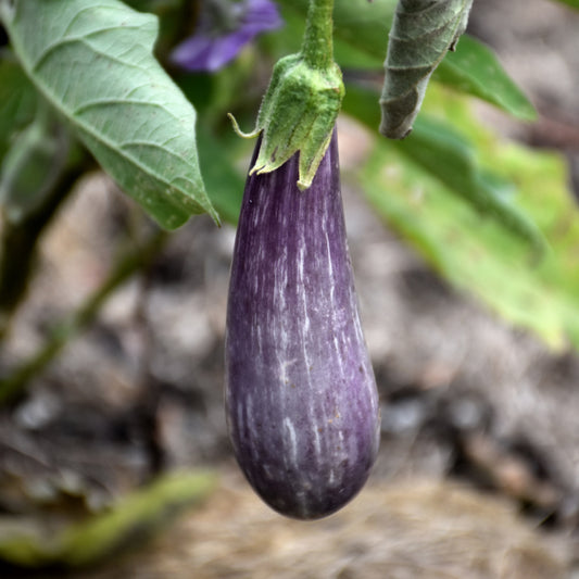 Fairy Tale Eggplant