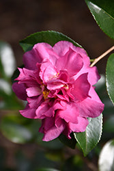 Sparkling Burgundy Camellia