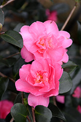 Autumn Spirit Camellia