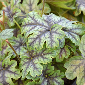 Tapestry Foamy Bells (Heucherella)