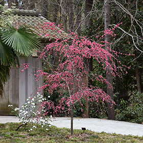 Crimson Cascade Weeping Peach (Prunus)