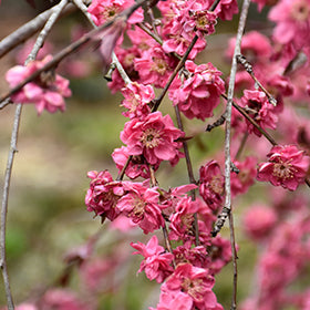 Crimson Cascade Weeping Peach (Prunus)