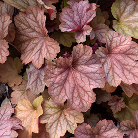 Carnival Watermelon Coral Bells (Heuchera)