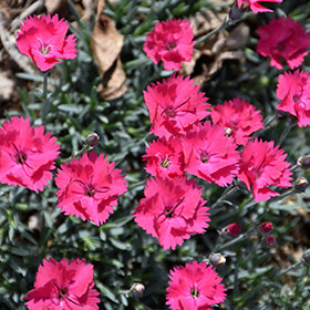 Paint The Town Magenta Pinks PW (Dianthus)