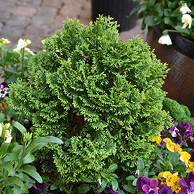 Hot Head Arborvitae (Thuja)