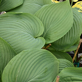 Empress Wu Hosta