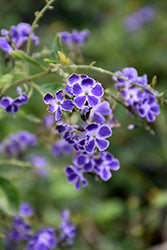 Sapphire Showers Duranta