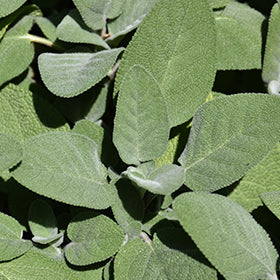 Common Garden Sage