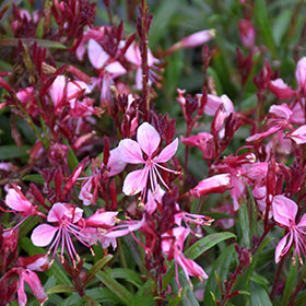 Belleza Light Pink Gaura