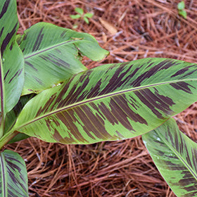 Zebrina Rojo Banana (Musa)