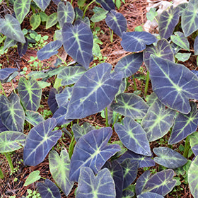 Black Beauty Elephant Ear (Colocasia)