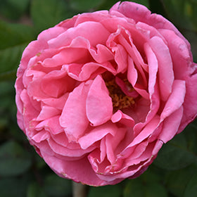 Dee-Lish Rose