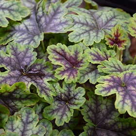 Tapestry Foamy Bells (Heucherella)