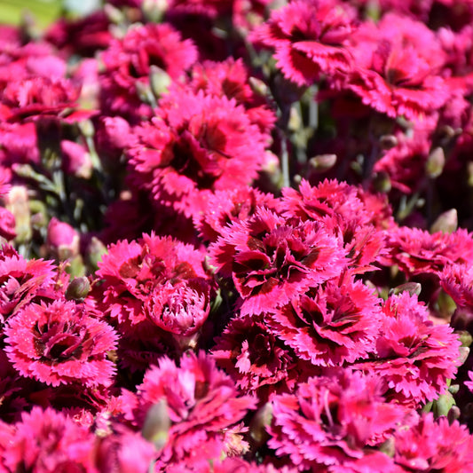 Starlette Pinks (Dianthus)