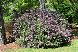 Red Pixie Lilac (Syringa)
