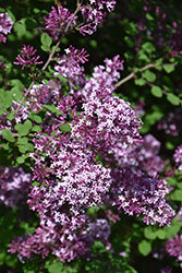 Red Pixie Lilac (Syringa)
