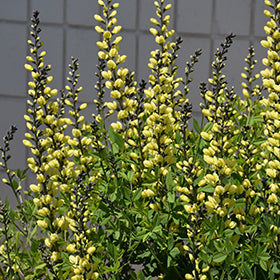 American Goldfinch False Indigo (Baptisia)