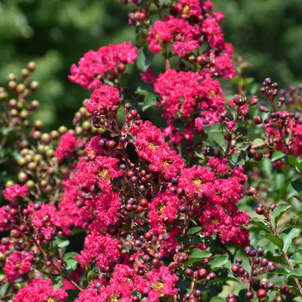 Ruffled Red Magic Crapemyrtle (Lagerstroemia)