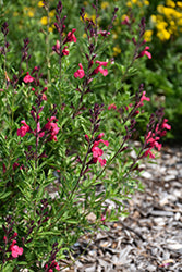 Arctic Blaze Fuchsia Sage (Salvia)