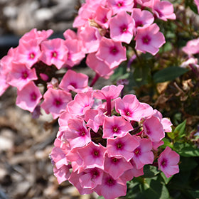 Famous Pink Dark Eye Garden Phlox