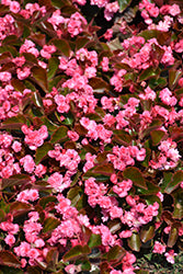 Doublet Rose Begonia