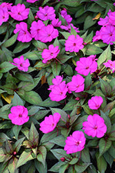 SunPatiens Compact Purple Impatiens