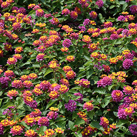 Lucky Sunrise Rose Lantana