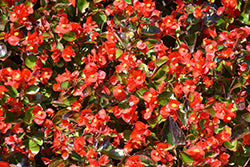 Ambassador Scarlet Begonia