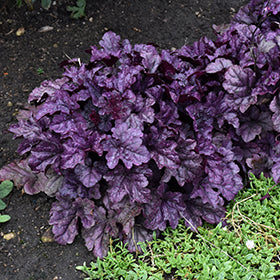 Dolce Wildberry Coral Bells (Heuchera)