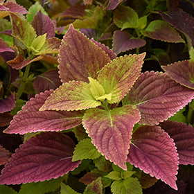 Alabama Sunset Coleus