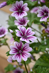 Zebrina Mallow (Malva)