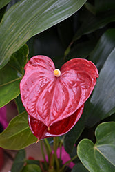 Dutch European Anthurium