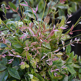 Twilight Nandina