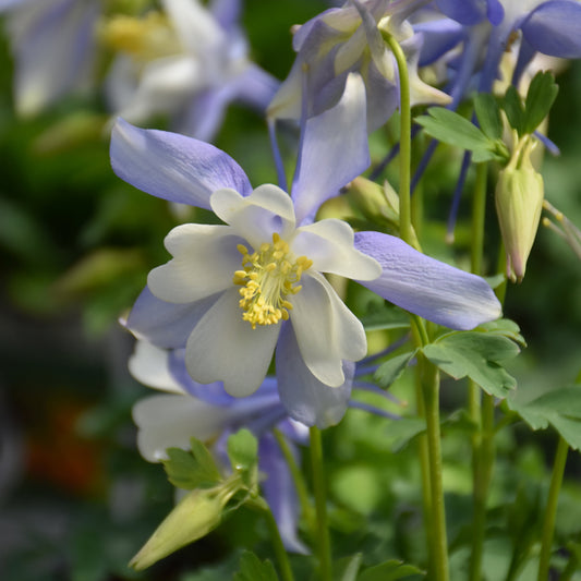 Kirigami Blue and White Columbine (Aquilegia)